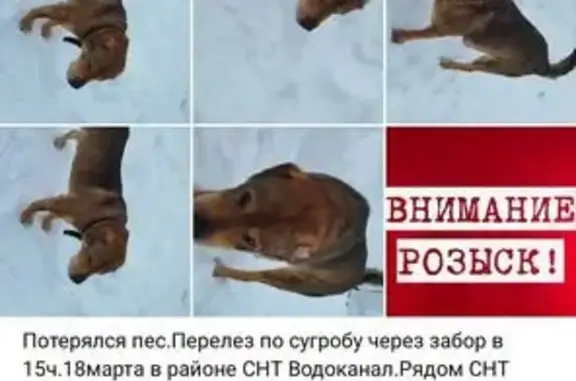 Пропала собака Мальчик, Казань (rl1156299) - photo