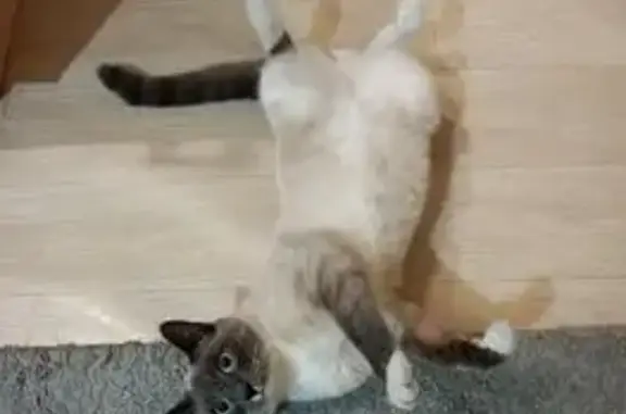 Пропала кошка Мальчик, Благовещенск (rl1156301) - photo