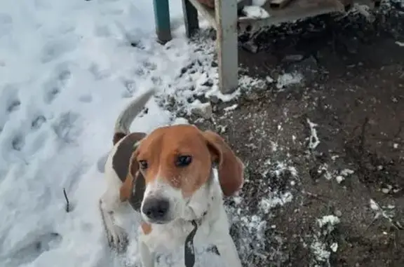 Пропала собака, Судостальская улица, 19, Новороссийск - photo
