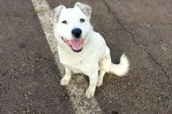 Найдена собака, Северская, фото: Найден собака, Ключевая улица, Северская