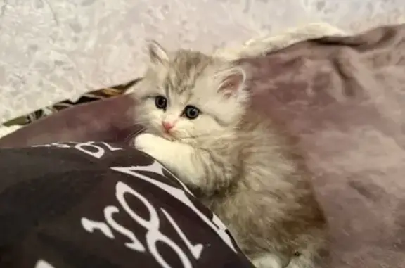 Пропала кошка, улица Маршала Кошевого, 5, Волгодонск - серо-белый, очень ласковый - photo