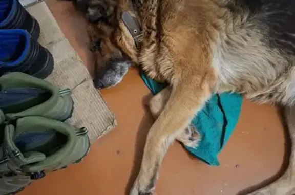 Пропала собака, женский пол, 20-я улица, Ростов-на-Дону - чепрачный окрас - photo