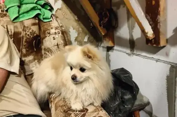 Пропал собака, мужской, кремового цвета, Спортивная улица, 72, Курск - photo