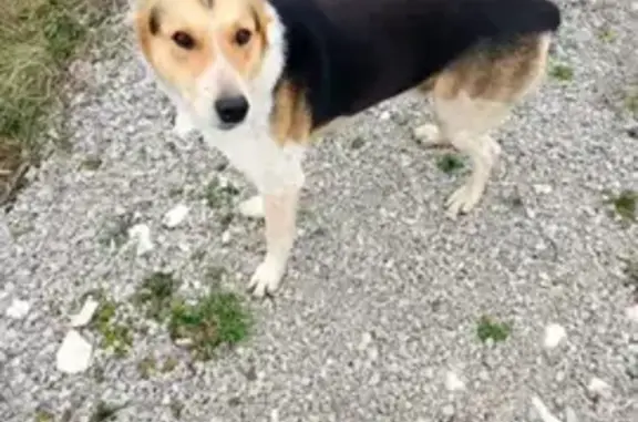 Найдена собака, Северская, фото: Найден собака, улица Энгельса, 62, Северская - купированы уши и хвост