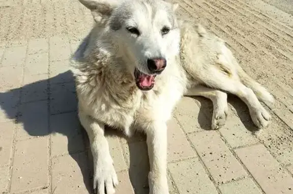 Найдена собака, Афипский, фото: Найден собака мужского пола, Привокзальная улица, 26Б, Афипский - хаски с биркой