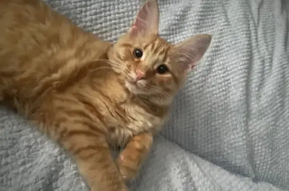 Пропала кошка, Рыночная улица, Ангарск - photo