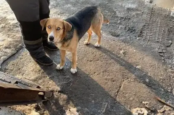 Пропала собака, Шоссейная улица, Малая Царевщина - photo