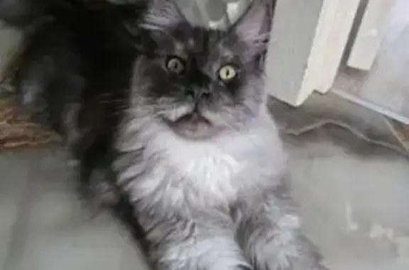 Пропала кошка, улица Метелёва, 11, Сочи - photo