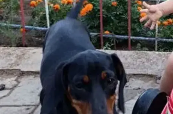 Пропала собака, улица Кутузова, 48, Уфа - photo