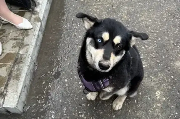 Найдена собака, Пенза, фото: Найдена собака, проспект Победы, 53А, Пенза - девочка с разноцветными глазами