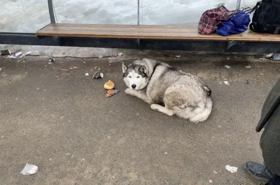 Найдена собака, Казань, фото: Найдена собака, Аграрная улица, 8, Казань - чистая и ухоженная