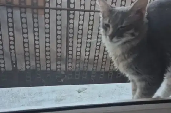 Найдена кошка, Чебоксары, фото: Найден кот, проспект Тракторостроителей, 63/21, Чебоксары - жалобно плачет