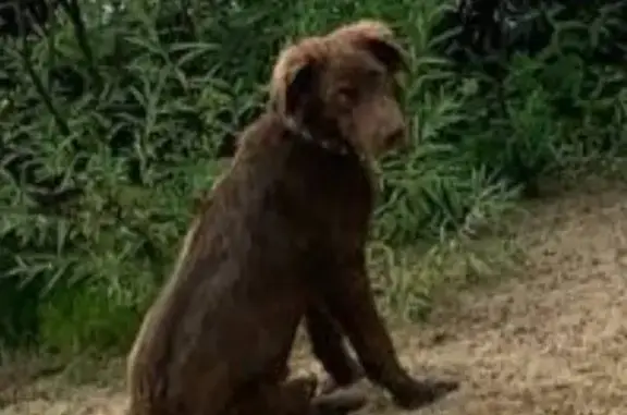 Пропал собака, Центральная улица, Аладьино - крупный, шоколадно-рыжий метис - photo