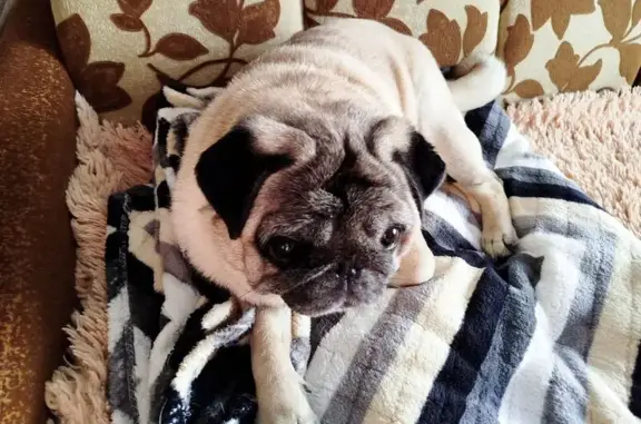 Пропала собака, женский пол, улица 1 Мая, Кашин - photo