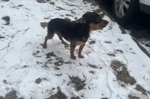 Найдена собака, Абакан, фото: Найден собака, мужской, улица Тельмана, 93, Абакан - той-терьер мальчик