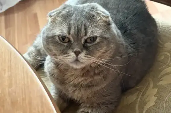 Найдена кошка, мужской пол, Техническая улица, Екатеринбург - photo