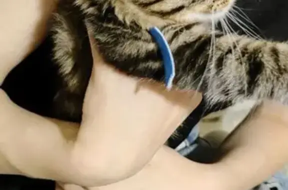 Пропал кот, улица 20-летия Победы, 189, Соликамск - черно-серый полосатый, сломанный хвост - photo