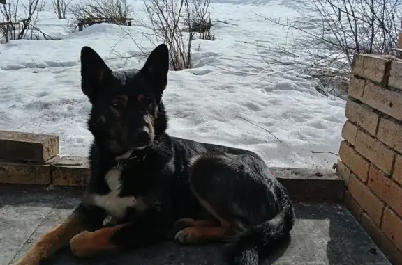 Пропал собака, Малая улица, 1, Висимо-Уткинск - коричневый кожаный ошейник - photo