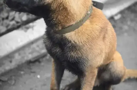 Найдена собака, Белгород, фото: Найден собака, Белгород