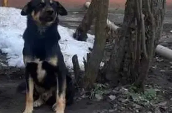 Пропала собака, улица Космонавта Комарова, 2, Воронеж - photo