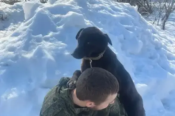 Пропала собака, Рабочая улица, 1, Набережный - черный окрас, желтая бирка - photo