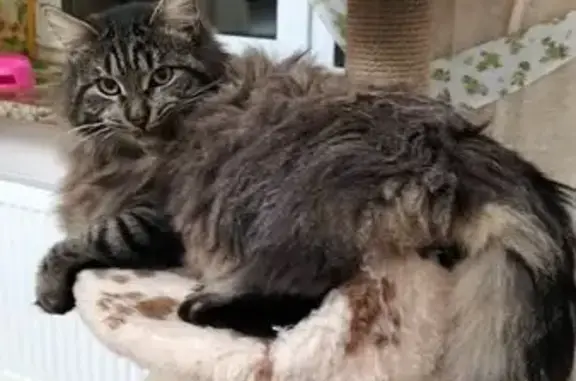 Пропала кошка, Овражная улица, 4, Чехов - photo