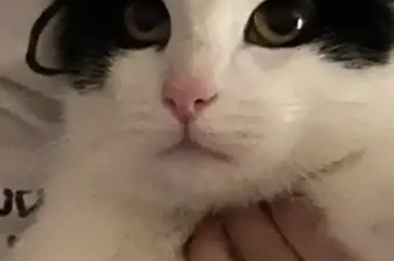 Пропал кот, Коммунальная улица, 75Б, Псков - черно-белый окрас, недавно кастрирован - photo