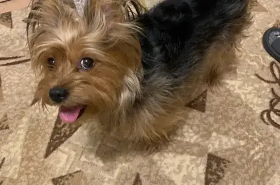 Найдена собака, Томск, фото: Найден собака, улица Клюева, 6А, Томск - родинки на животе