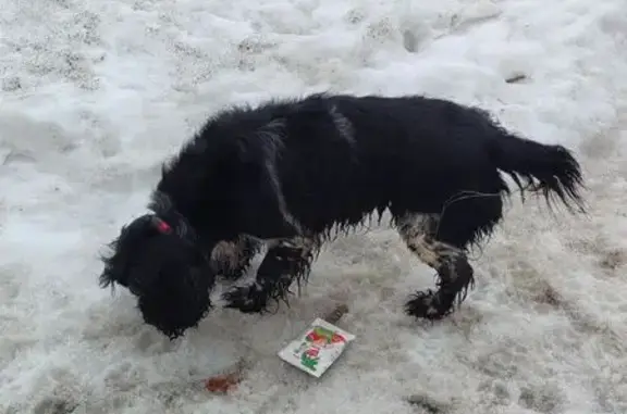 Найдена собака, Тамбов, фото: Найдена собака, Сабуровская улица, 2А к3, городской округ Тамбов - черный, дружелюбная