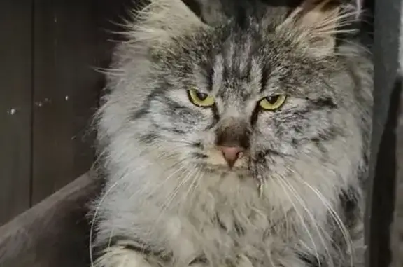 Найдена кошка, улица Володарского, Волгоград - photo