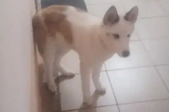 Найдена собака, Зональная Станция, фото: Найдена собака, Зональная Станция - белая с бежевыми пятнами