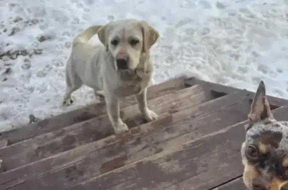 Найдена собака, Уфа, фото: Найдена собака, Уфа, Башкортостан - девочка, похожа на лабрадора