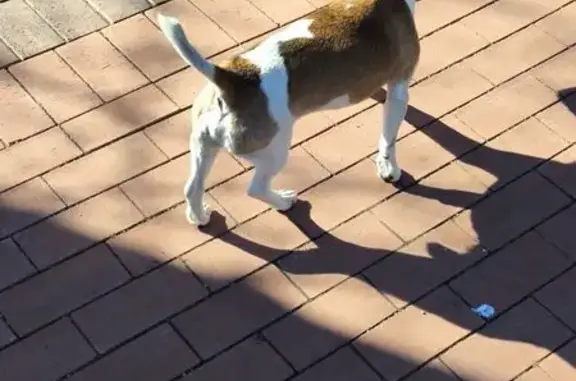 Найдена собака, Калининград, фото: Найден собака, Сержантская улица, Калининград - бело-коричневый, похож на смесь Джек Рассела