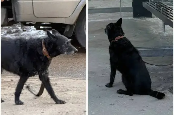 Пропала собака, Сиреневый бульвар, Москва - метис с коричневым ошейником - photo