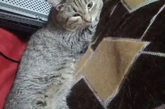 Потерянные животные Кулебаки, фото: Пропал кот, Новопрудная улица, 25А, Кулебаки - серый в темную полоску