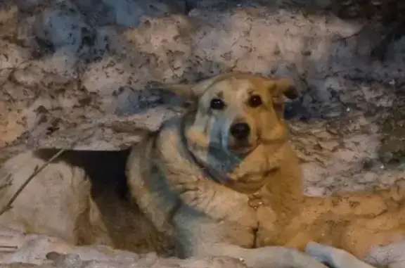 Найдена собака, Оренбург, фото: Найдена собака с синей рулеткой, улица Чкалова, 51/1, Оренбург