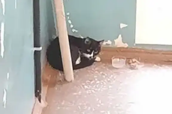 Найдена кошка, Красноярск, фото: Найдена кошка, улица Карбышева, 34, Красноярск - шорстка чистая и гладкая