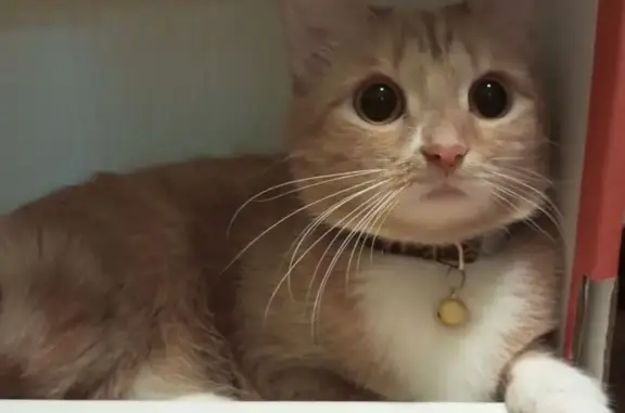 Пропала кошка, женский, улица Карла Либкнехта, 242, Иркутск - рыжая, полосатая с ошейником - photo