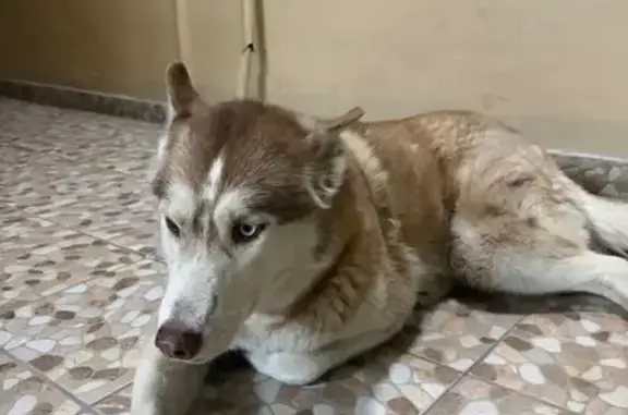 Найдена собака, Ростов-на-Дону, фото: Найдена собака, Пушкинская улица, 181 к1, Ростов-на-Дону - хаски с глазами разного цвета