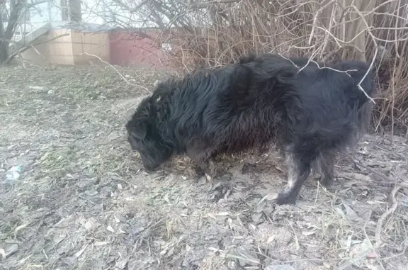 Найдена собака, Тула, фото: Найдена собака, Ложевая улица, 125А, Тула - черный с белой грудкой