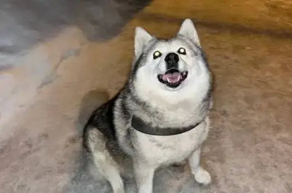 Найдена собака, Пенза, фото: Найдена собака, улица Чебышева, 30, городской округ Пенза - добрая и ласковая