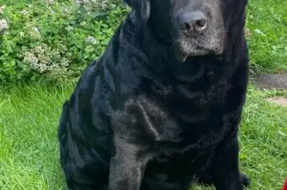 Пропала собака, женский пол, Юкки, Ленинградская область - старенькая лабрадор-ретривер - photo