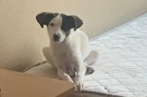 Пропала собака, женская, улица Щетинкина, Абакан - черное пятнышко сзади - photo