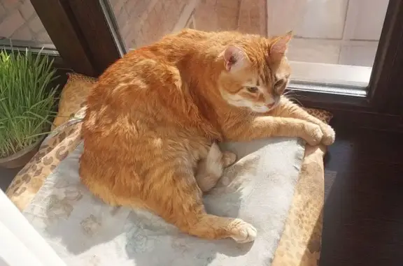 Пропал кот, улица Зорге, 66, Ростов-на-Дону - рыжий с белыми полосками - photo