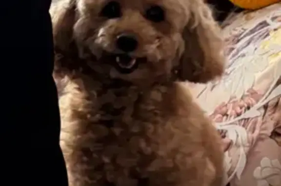 Пропала собака, улица Аскольдовцев, Мурманск - карликовый пудель, девочка - photo