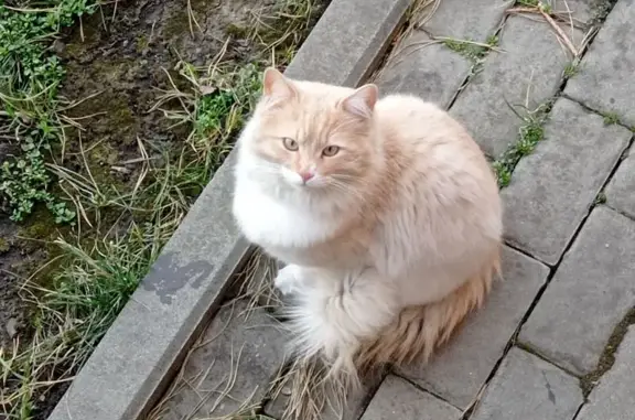 Найдена кошка, Красный Крым, фото: Найдена кошка, Янтарная улица, 6, Красный Крым - бело-рыжая с ошейником