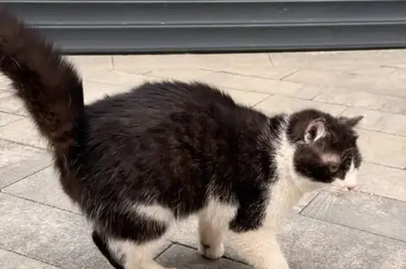 Найдена кошка, Ростов-на-Дону, фото: Найден кот, Змиёвский проезд, Ростов-на-Дону - черно-белый окрас