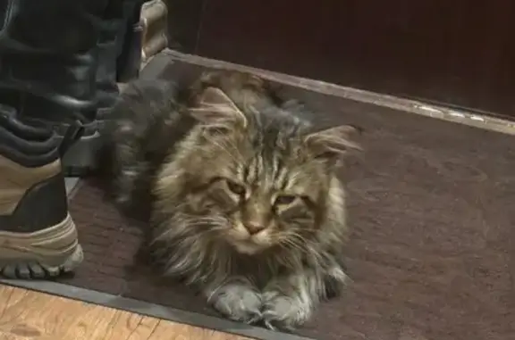 Найдена кошка, Иркутск, фото: Найден кот, Киренская улица, 11/6, Иркутск - порода мэйн-кун