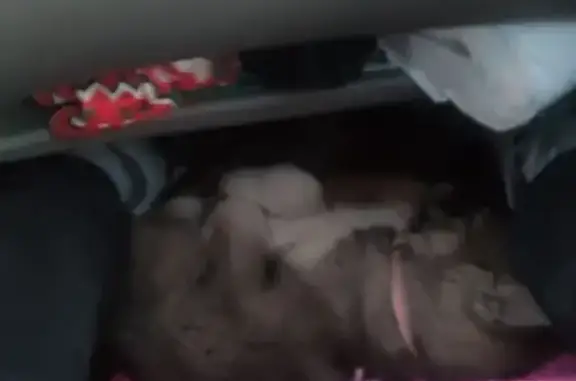 Пропала собака, женская, Таманская улица, 56, Невинномысск - белое брюшко и розовый ошейник - photo