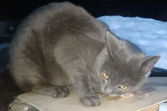 Найденные животные Давыдово, фото: Найден кот, улица Советская, Давыдово - ласковый и ухоженный